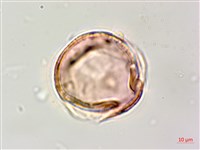 田菁藏品圖，第2張