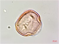 田菁藏品圖，第3張