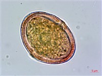 繩黃麻藏品圖，第1張