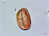 繩黃麻藏品圖，第2張