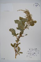 刺莧藏品圖，第1張