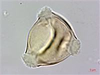 燈籠草藏品圖，第2張