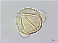 燈籠草藏品圖，第3張