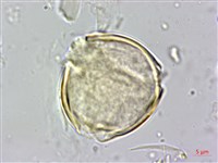 燈籠草藏品圖，第4張