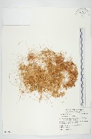 菟絲子藏品圖，第1張