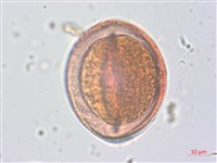 野路葵藏品圖，第1張