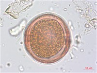 野路葵藏品圖，第2張