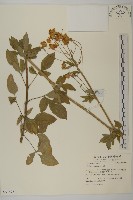 鬼針藏品圖，第4張