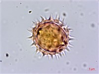 鬼針藏品圖，第2張