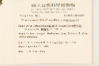 小舌菊、蔓綿菜藏品圖，第2張