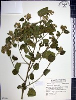 圓葉金午時花藏品圖，第1張