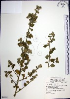 圓葉金午時花藏品圖，第1張