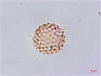 豬草藏品圖，第2張