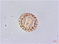 豬草藏品圖，第4張