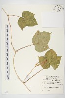 銳葉牽牛藏品圖，第1張