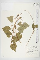 紅花野牽牛藏品圖，第1張