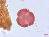 烏面馬、白花藤藏品圖，第2張