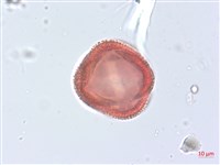 烏面馬、白花藤藏品圖，第3張