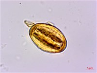 粗葉懸鉤子藏品圖，第3張