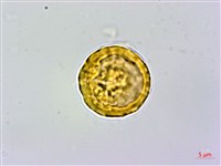 粗葉懸鉤子藏品圖，第4張