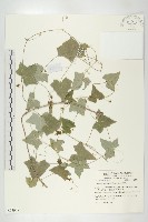 茅瓜藏品圖，第1張