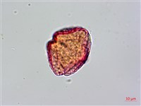 茅瓜藏品圖，第2張