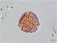 茅瓜藏品圖，第3張