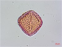 茅瓜藏品圖，第4張