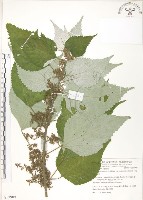 青苧麻藏品圖，第1張