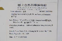 蓮子草藏品圖，第2張