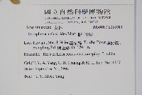 假千日紅藏品圖，第5張