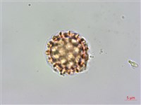 假千日紅藏品圖，第2張