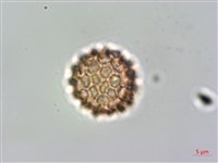 假千日紅藏品圖，第4張