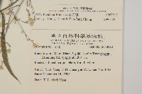 掃帚菊藏品圖，第2張