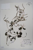 洋落葵、心葉落葵藏品圖，第1張