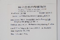 洋落葵、心葉落葵藏品圖，第2張