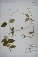 鷗蔓藏品圖，第1張