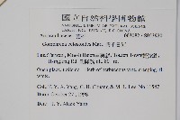 假千日紅藏品圖，第2張