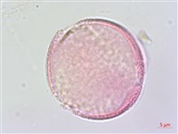 夏菫藏品圖，第2張