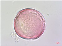 夏菫藏品圖，第3張