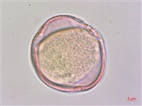 夏菫藏品圖，第3張