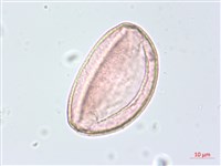 布袋蓮、鳳眼蓮、浮水蓮花藏品圖，第1張