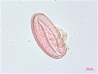 布袋蓮、鳳眼蓮、浮水蓮花藏品圖，第2張
