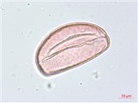布袋蓮、鳳眼蓮、浮水蓮花藏品圖，第3張