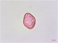 紫蘇草藏品圖，第1張