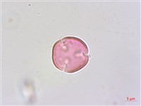 紫蘇草藏品圖，第2張