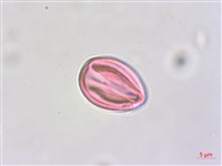 紫蘇草藏品圖，第3張