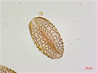 萱草藏品圖，第2張