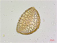 萱草藏品圖，第3張