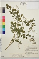 玉山唐松草藏品圖，第1張